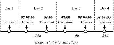 Efficacy of transdermal flunixin in mitigating castration pain in piglets